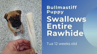 Bullmastiff puppy swallows entire rawhide! 12 weeks old