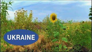 VladimirKiri: EASTERN UKRAINE DONBAS TODAY: Luhansk & Donetsk Regions // Sunflowers, Grain Fields.