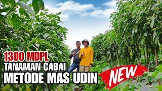 LUAR BIASA TANAMAN CABAI METODE MAS UDIN DI KETINGGIAN 1300MDPL TUMBUH SUBUR DI MUSIM KEMARAU