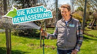 Rasen bewässern: Wie oft, wie lange und was ist zu beachten?