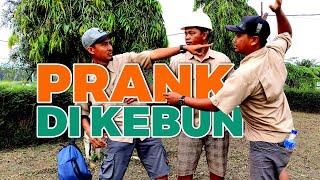 Prank Versi Kebun Kelapa Sawit