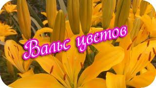 Вальс цветов. ️Очень красивая музыкальная открытка! ️Цветы в моем саду.️