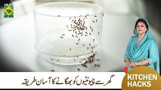 How to Get Rid of Ants Naturally | Kitchen Hacks | Samina Jalil | Masala TV