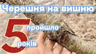 Результат щеплення черешні на вишню через 5 років