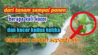 Berapa kali kocor dari tanam sampai panen &waktu yang tepat untuk pemberian pupuk.