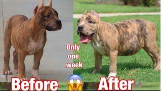 How to make your American Bully 100lbs Puppy Gain Weight! Results In One Week! Bully Roids