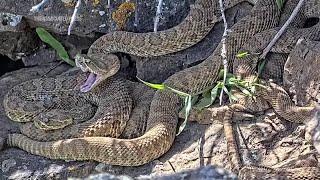 Webcam monitors hundreds of rattlesnakes at a Colorado 'mega den' for citizen science