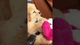 puppy have a safe journey  #shorts #puppy #shorts #viral #trending #animaltalestube