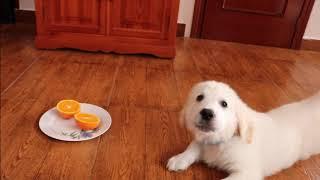 Can Dogs Eat Oranges?