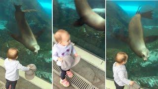 Adorable Toddler And Seal Play Together At Aquarium