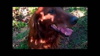 Nina Irish Setter