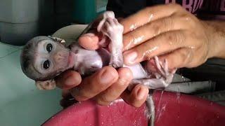 it's time to bathe the newborn baby monkey