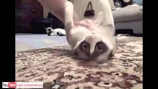 Epic Funny Cats / Cute Cats Compilation  -  60 minutes!! [HD][HQ]