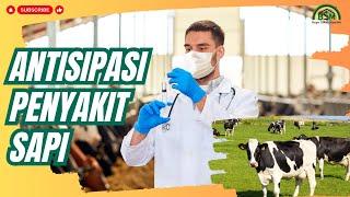 CARA MENGANTISIPASI PENYAKIT PADA SAPI