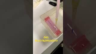 ‍PCR & Gel electrophoresis LAB  | Apollo #shorts #pcr #lab #medstudent