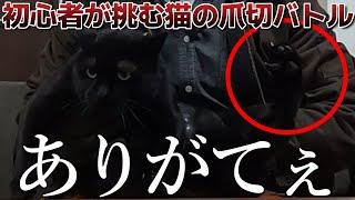 初心者でも簡単にスムーズに行くわけがない猫ちゃんの爪切り