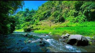 Beautiful forest River water sounds for sleep Mind relaxing nature for meditation and yoga