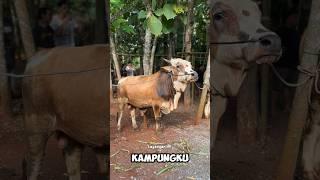 Sapi Kambing Hewan Qurban Idul Adha #iduladha #sapi