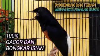 pancingan dan terapi MURAI BATU malas bunyi