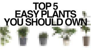 Top 5 Easy-to-Care-for and Underrated Indoor Plants: Monstera, Syngonium, and More!