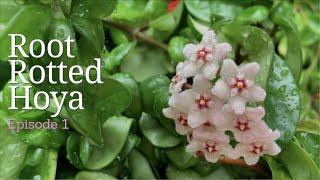 E1: Saving Root Rotted Hoya