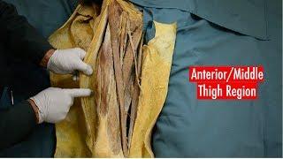 Anterior and Medial Thigh Anatomy