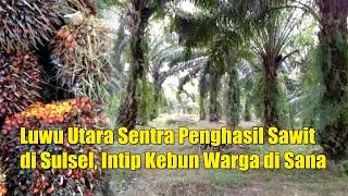 Luwu Utara Sentra Penghasil Sawit di Sulsel, Intip Kebun Warga di Sana