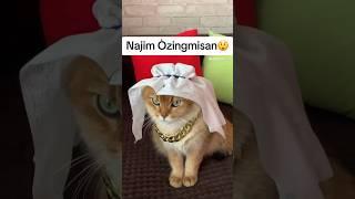 Najim #azikboom #cat #catfunny #catlover #catlike #catvideos #mycat #najim #mushuk #funny