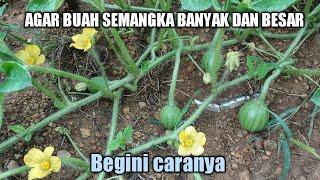 Cara membuahkan semangka agar berbuah banyak dan besar