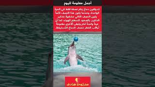 أجمل معلومة لليوم حول الدولفين|#سبحان_الله #shortvideo #youtube #shorts #short #معلومات #فيديو