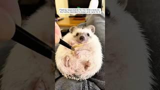 The family rescue a hedgehog and took care for it