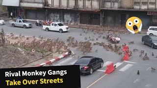 Rival wild monkeys have huge gang fight in front of shocked drivers!