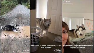 Why are huskies so dramatic  | TikTok