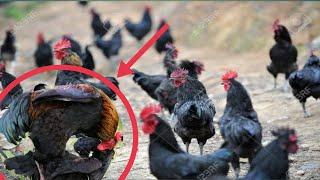 20 Roosters killed a hen by RAPING