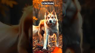 Golden Retriever+Siberian Husky and King Charles Spaniel+Bichon Frise  hybrid   #shorts #shortvideo