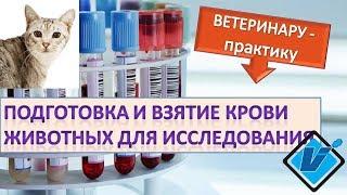 Подготовка и взятие крови у животных для лабораторных исследований.
