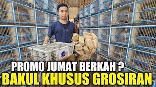 DISINI TEMPATNYA !!! KIOS GROSIRAN BURUNG OMBYOKAN TERMURAH AKHIR TAHUN DIKIOS PASAR BURUNG PRAMUKA