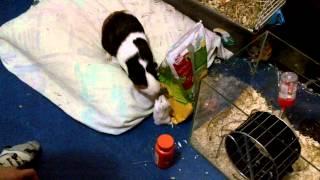 Guinea pig and hamster fighting (rat comes along)