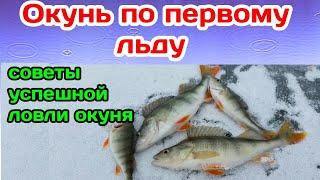 Как ловить окуня по первому льду. Как поймать окуня, щуку, плотву по первому льду.