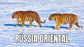 EASTERN RUSSIA | Wildlife in the Land of the Siberian Tiger - Documentary