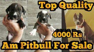 Cheap American Pitbull Female Puppy Sale || Game Dog Pitbull || Fighter Pitbull || Sahil Berwer ||