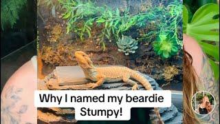 Why I Named My Beardie, Stumpy