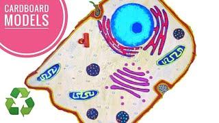 Simple and Easy way to make Animal Cell Model