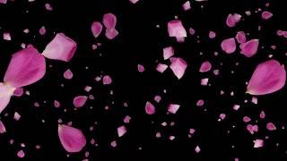 Falling Rose Petals Blue, Black & Green Screen Background Video Effect