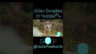 "Encuentro con Lobos Salvajes | Aventura en la Naturaleza"