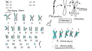 Differences on chromatid and chromosome