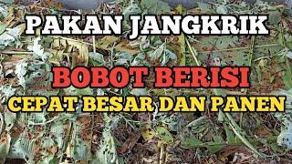 Pakan jangkrik agar cepat besar bobot berisi dan cepat panen pakan hemat dan irit