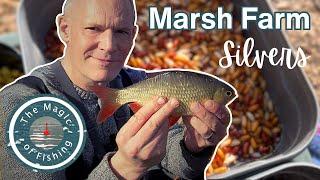 BAGGING with silver fish at Marsh Farm in Surrey