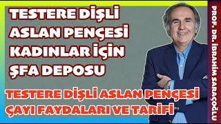 TESTERE DİŞLİ ASLAN PENÇESİ FAYDALARI NELERDİR? NASIL KULLANILMALI? #testeredişliaslanpençesi #