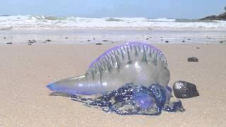 Blue Bottle Jellyfish - Australian Beach | Short Documentary